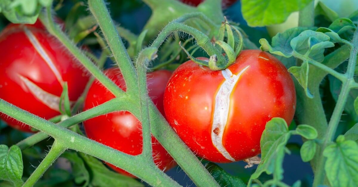 Плесень на помидорах в теплице чем обработать